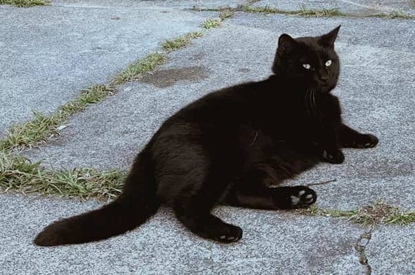 地面に寝そべってくつろぐ黒い猫