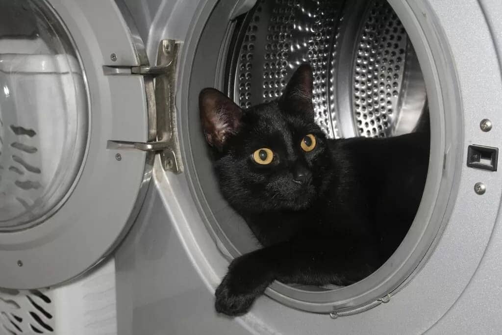 扉が開いたドラム式洗濯機の中でくつろぐ黒い猫