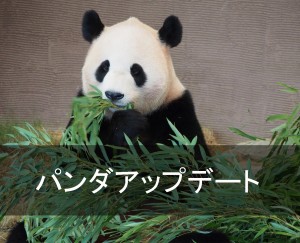 パンダアップデート