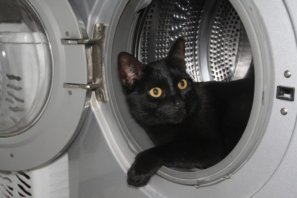 猫画像の適切でないALT属性について